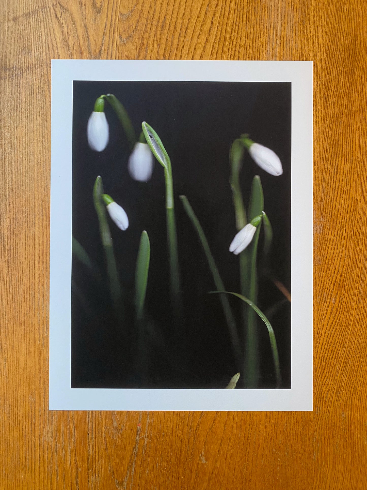 Galanthus nivalis (Snowdrop)