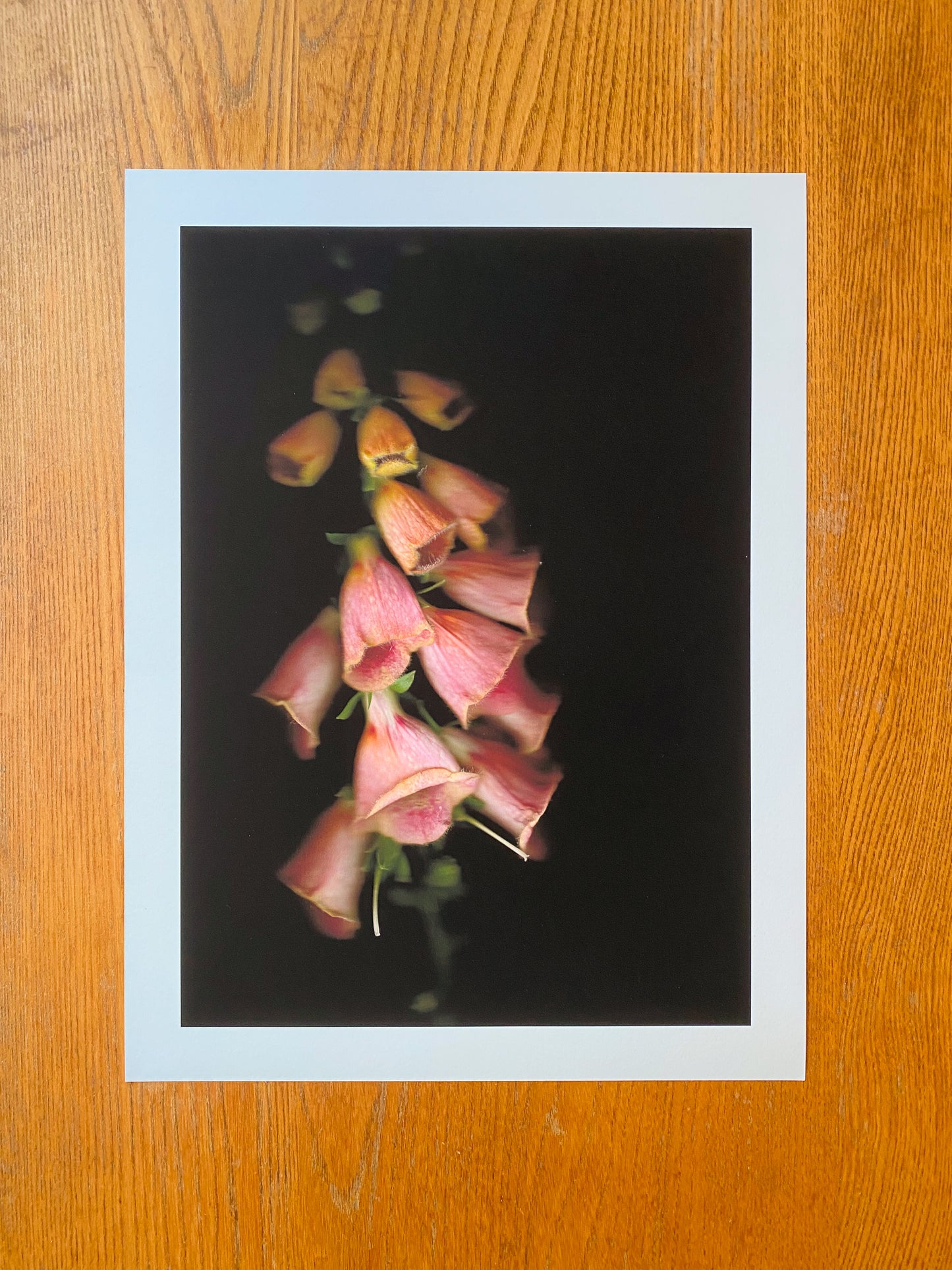 Digitalis purpurea (Foxglove)