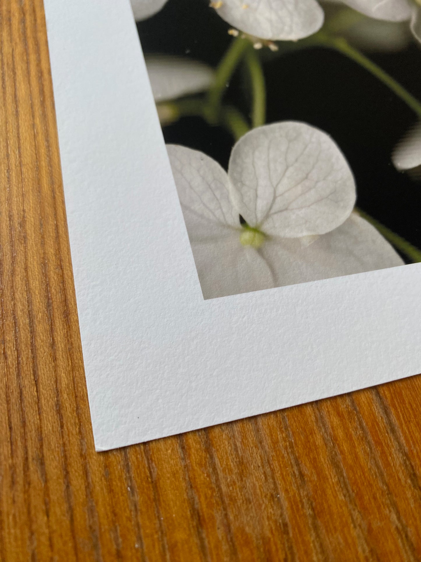 Hydrangea arborescens