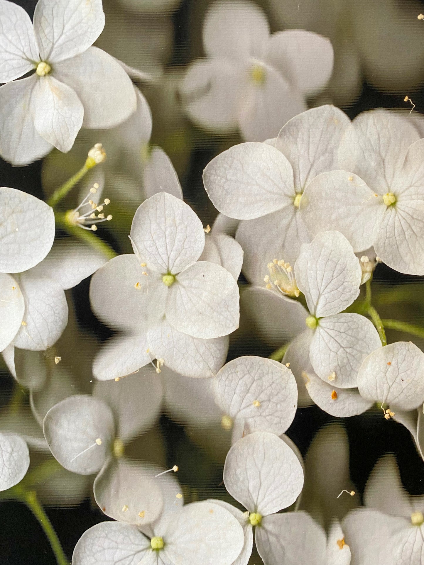 Hydrangea arborescens