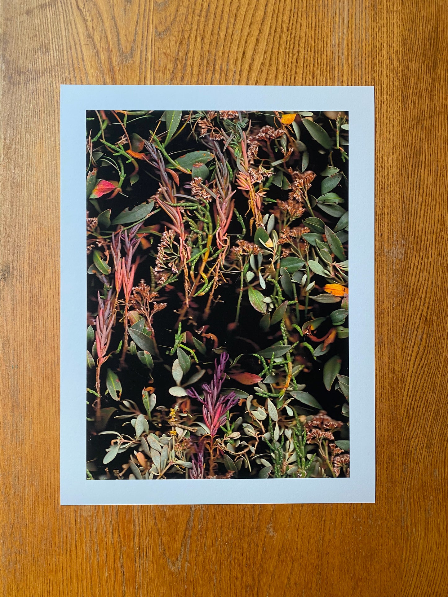 Salicornia europaea, Limonium vulgare and atriplex portulacoides (Samphire, Sea Lavender and Purslane)