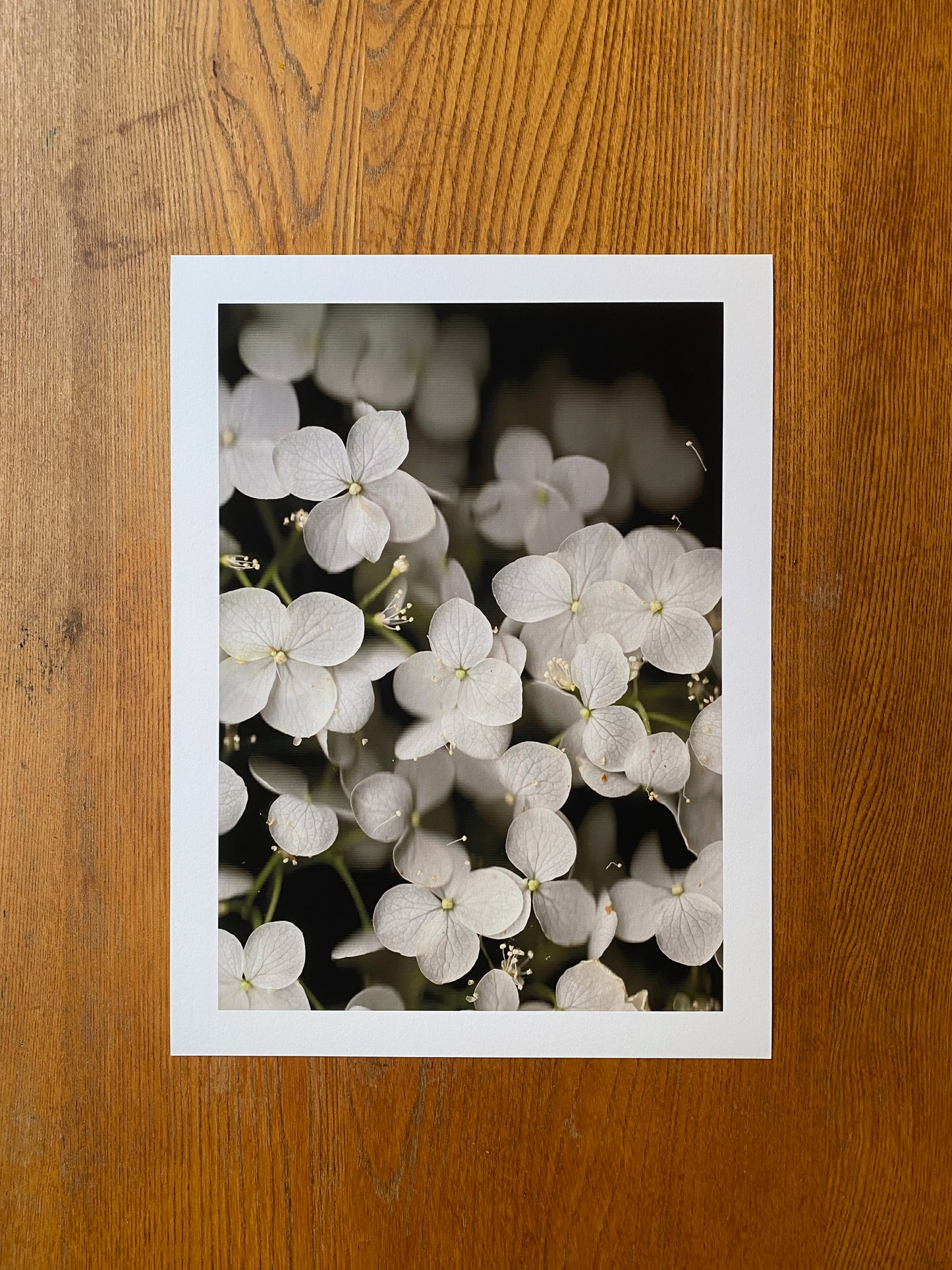 Hydrangea arborescens