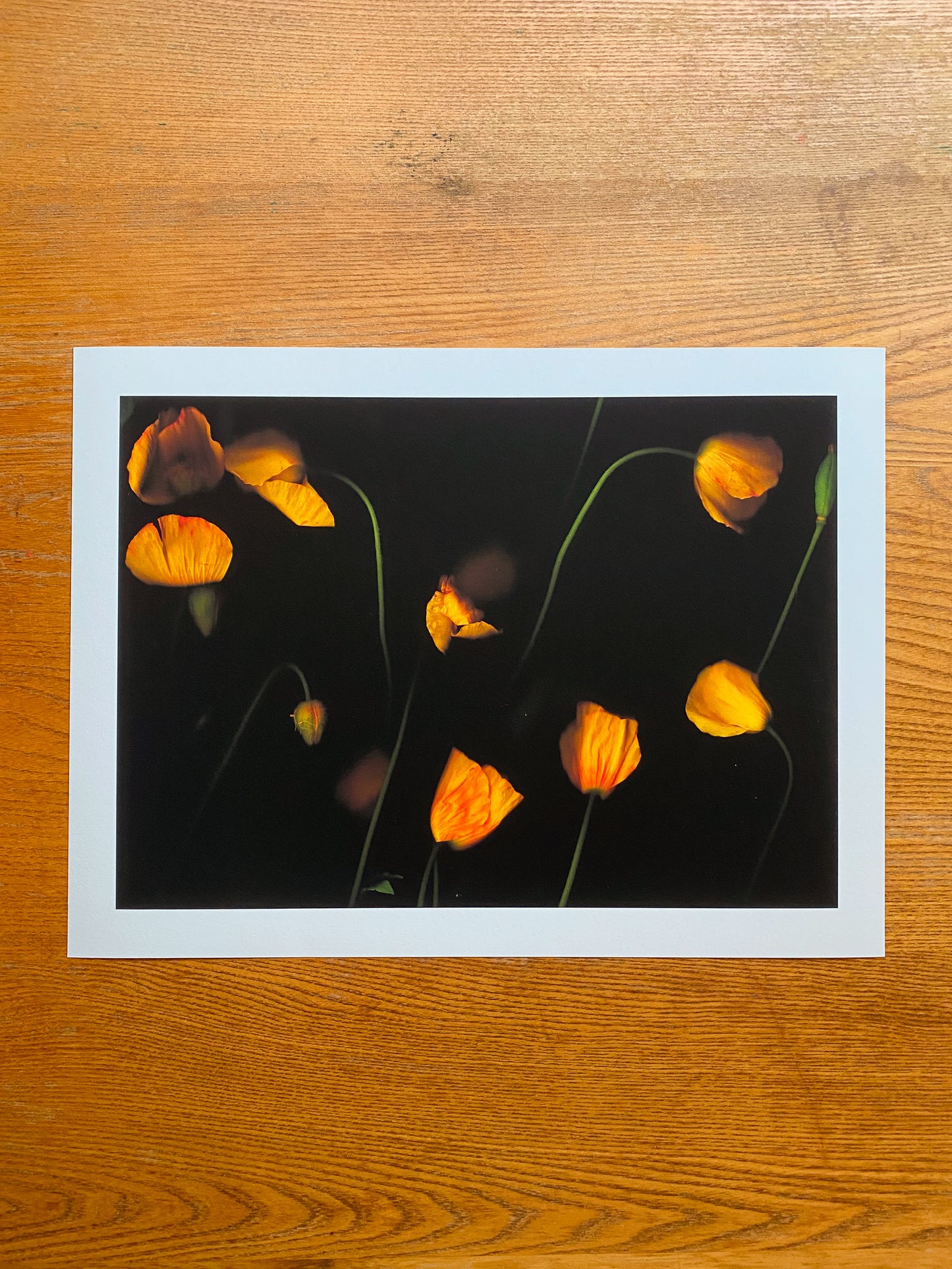 Meconopsis cambrica (Welsh Poppies)