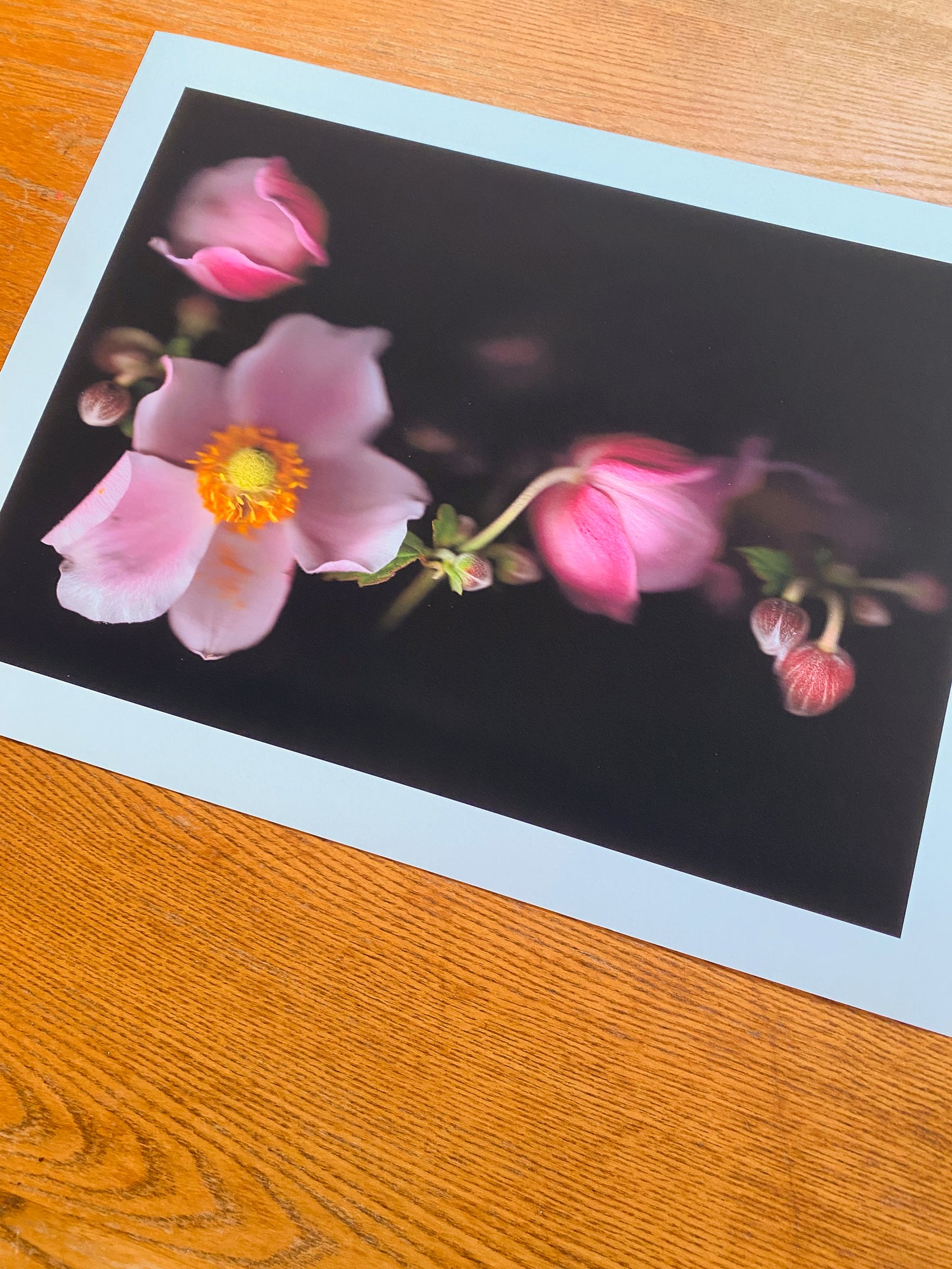 Anemone hupehensis (Japanese Anemone)