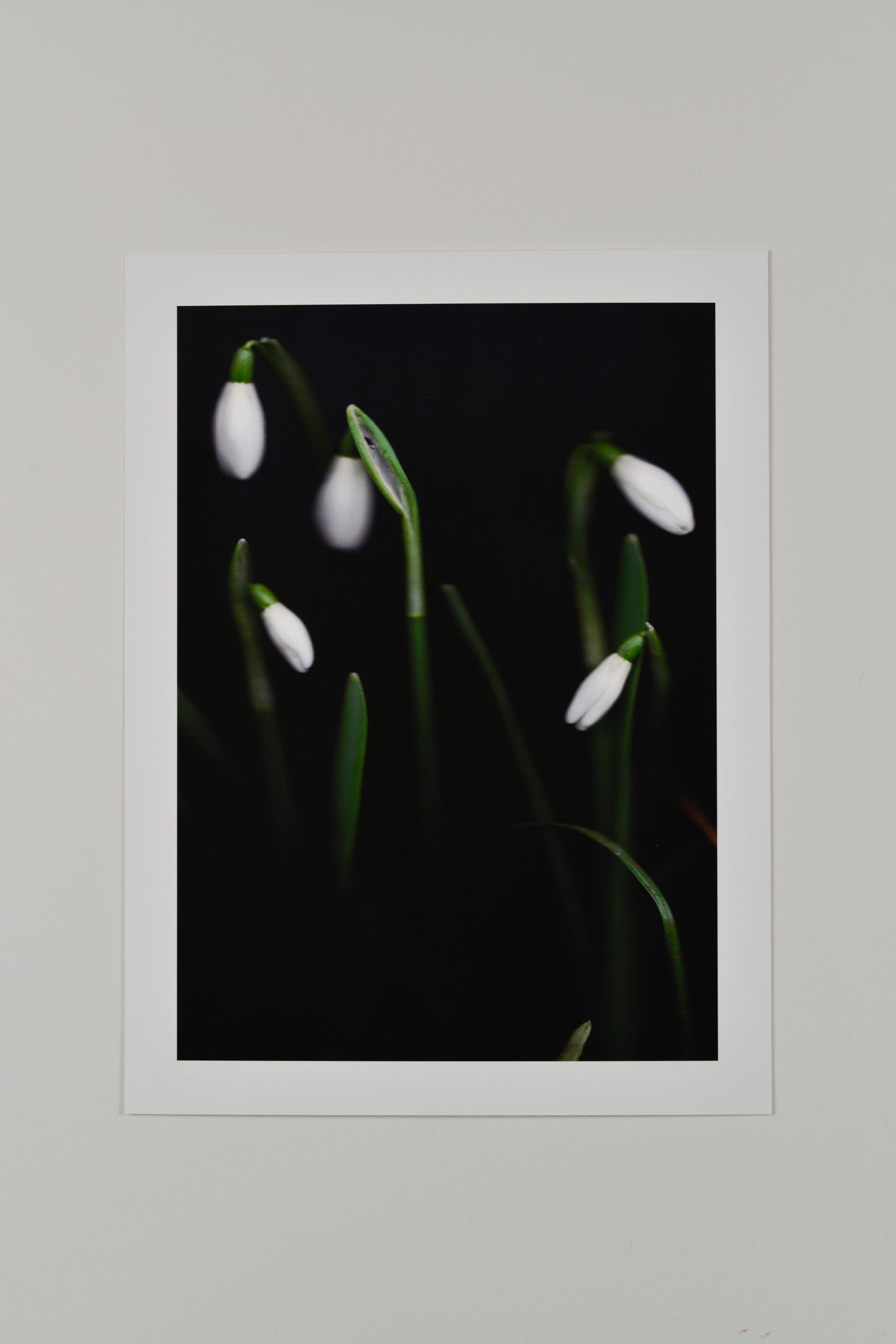 Galanthus nivalis (Snowdrop)