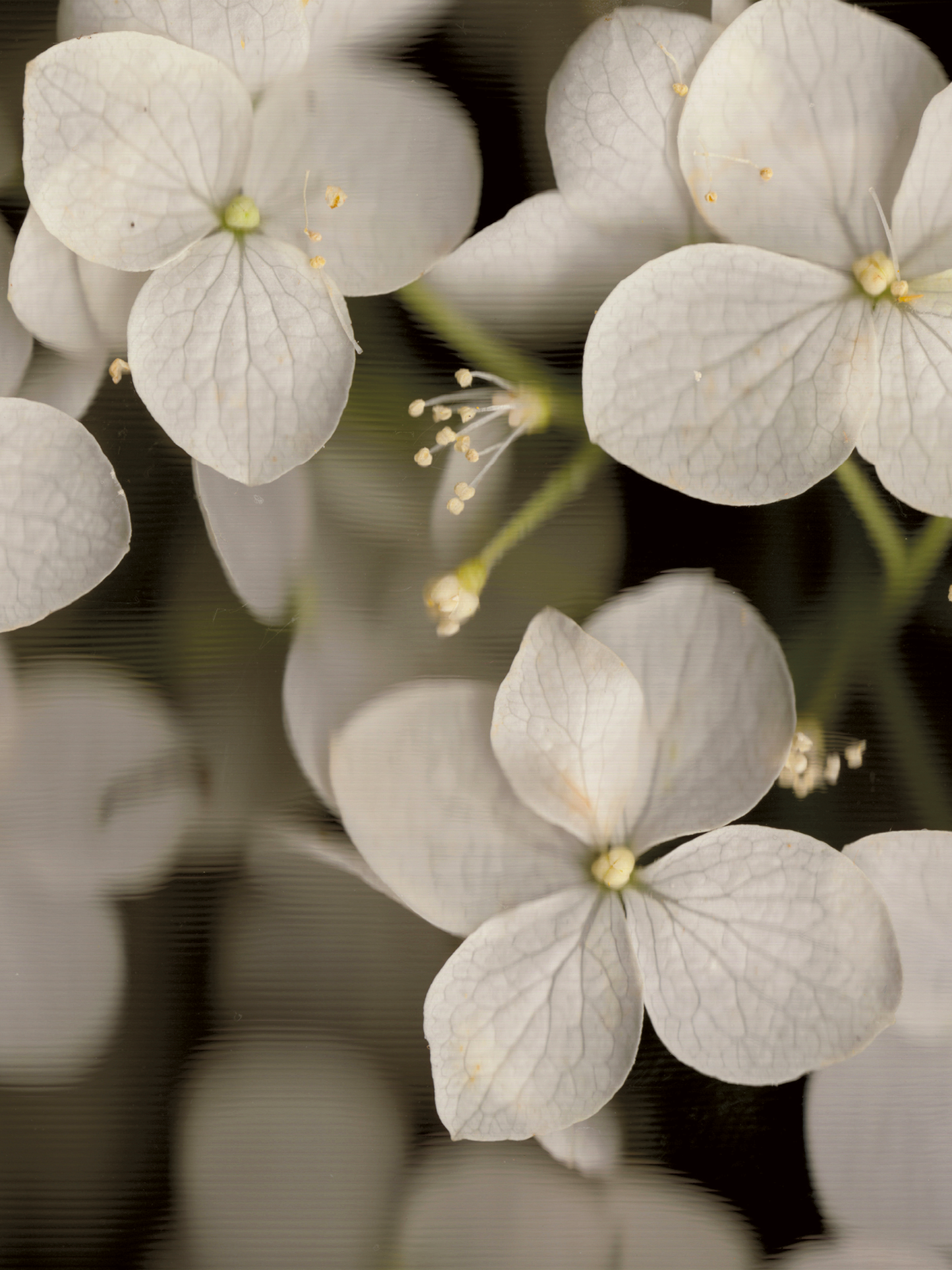 Hydrangea arborescens