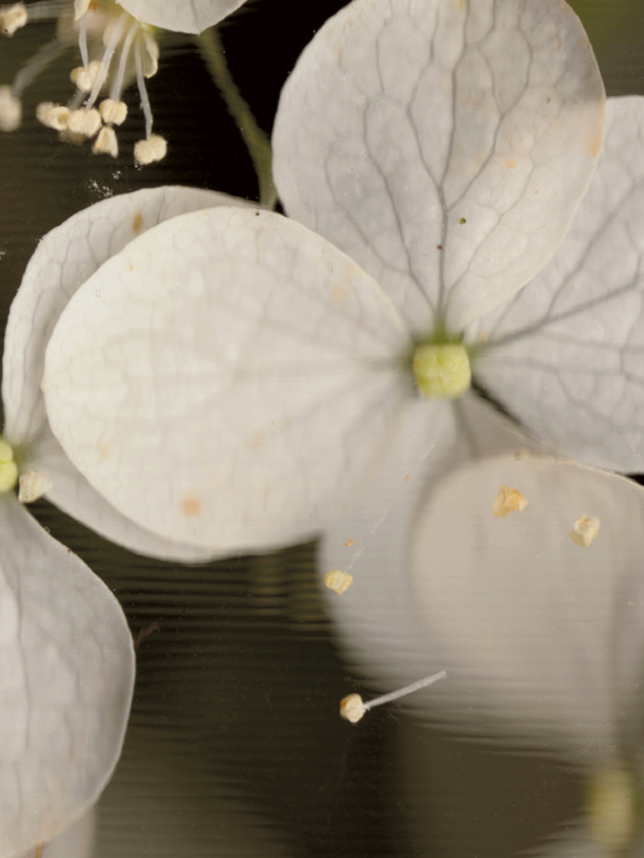 Hydrangea arborescens