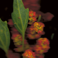 Chenopodium quinoa (Quinoa)