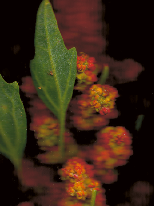 Chenopodium quinoa (Quinoa)