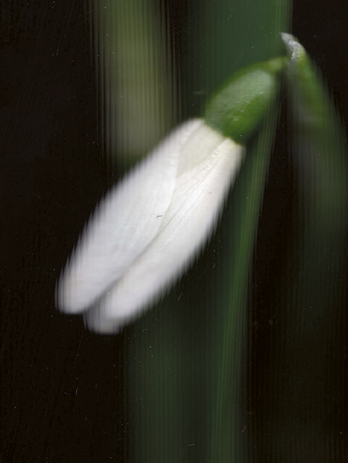 Galanthus nivalis (Snowdrop)