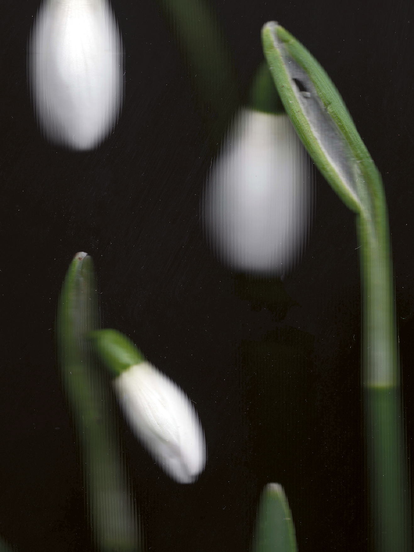 Galanthus nivalis (Snowdrop)