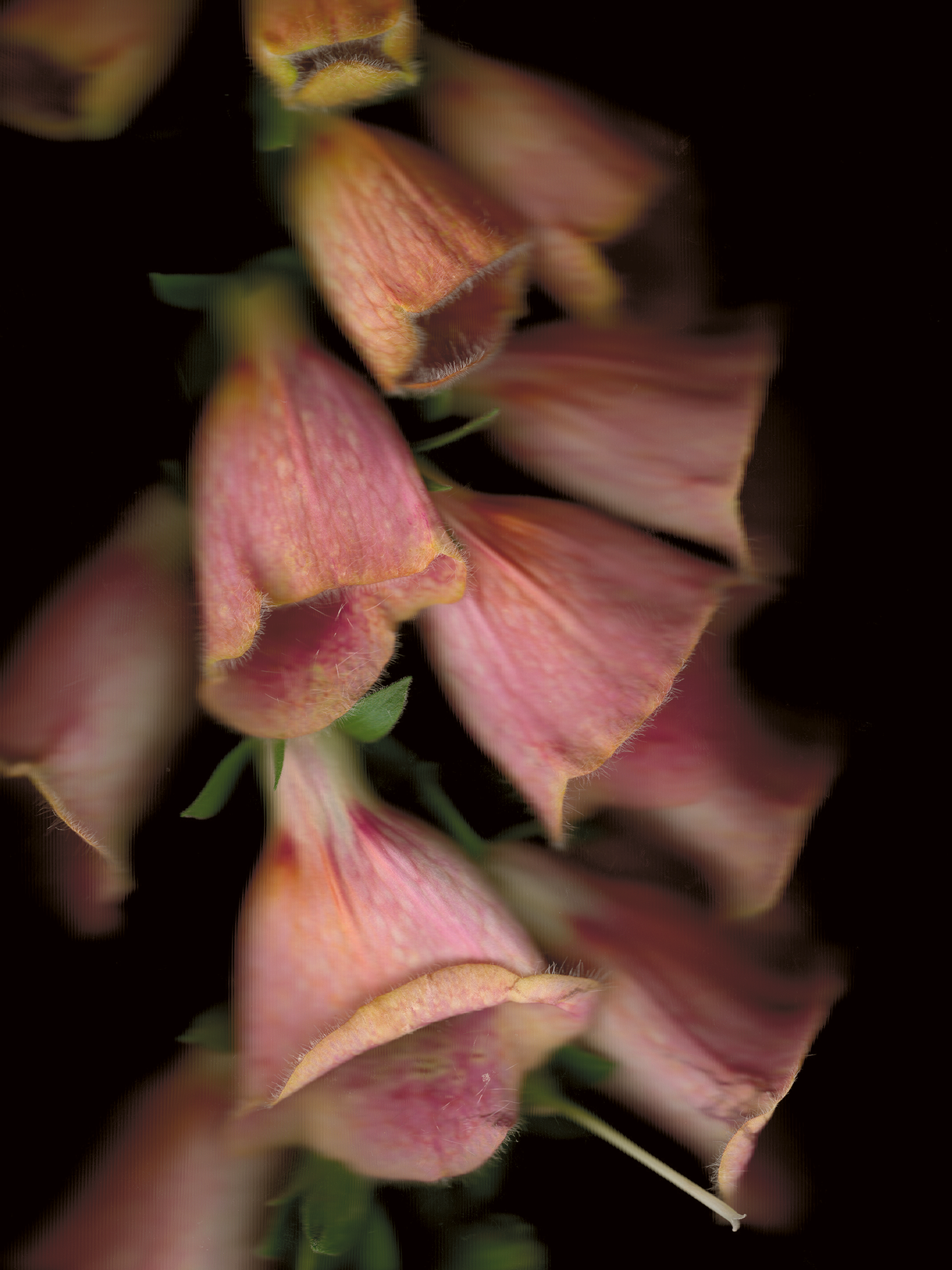 Digitalis purpurea (Foxglove)