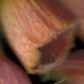 Digitalis purpurea (Foxglove)