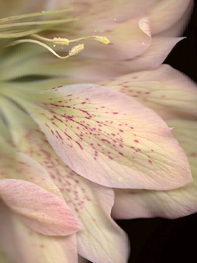 Helleborus × hybridus