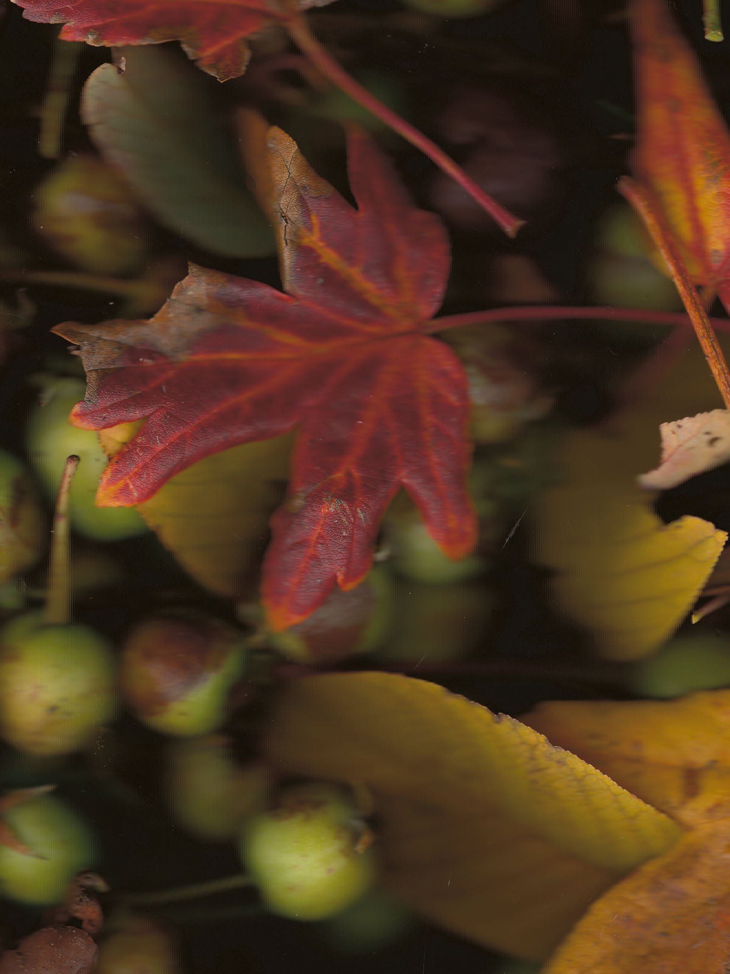 Malus sylvestris (Crab Apple)