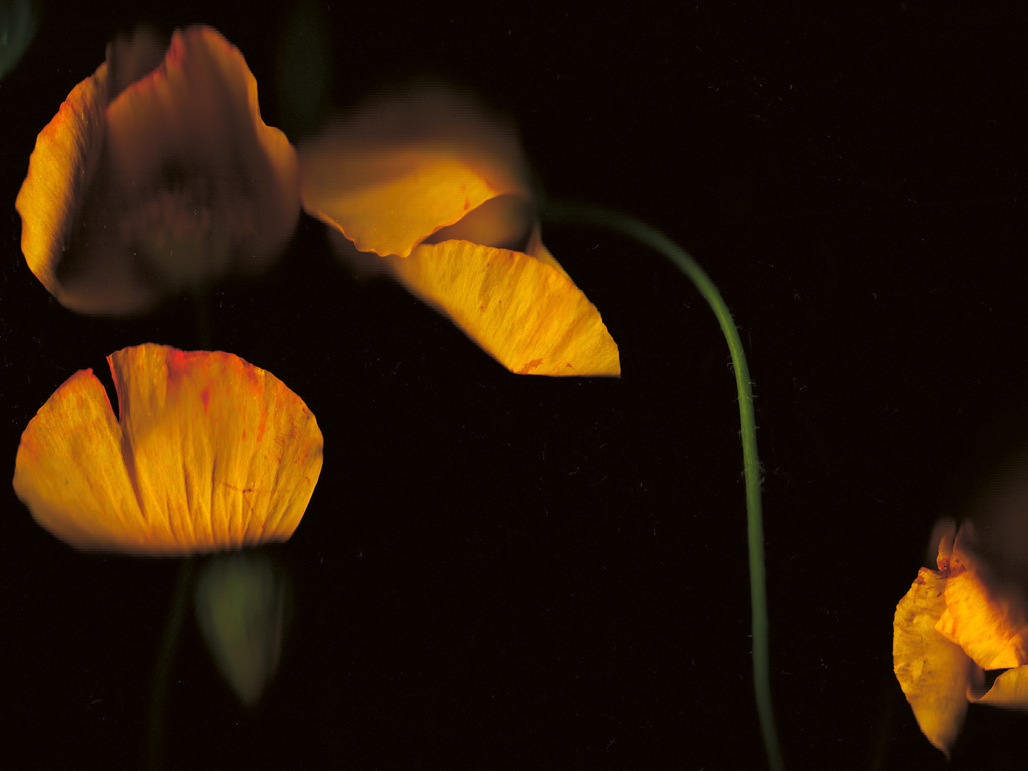 Meconopsis cambrica (Welsh Poppies)