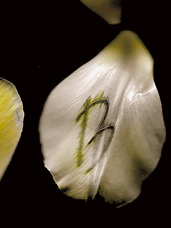 Tulipa (Discombobulated)