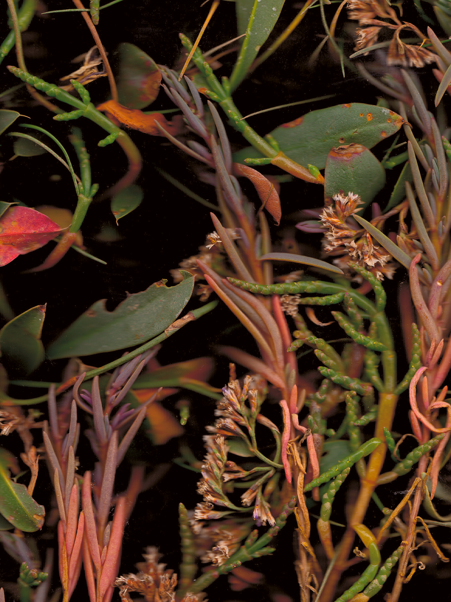 Salicornia europaea, Limonium vulgare and atriplex portulacoides (Samphire, Sea Lavender and Purslane)