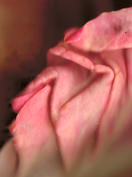 Rosa de Lusia