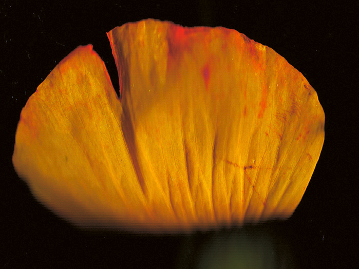 Meconopsis cambrica (Welsh Poppies)